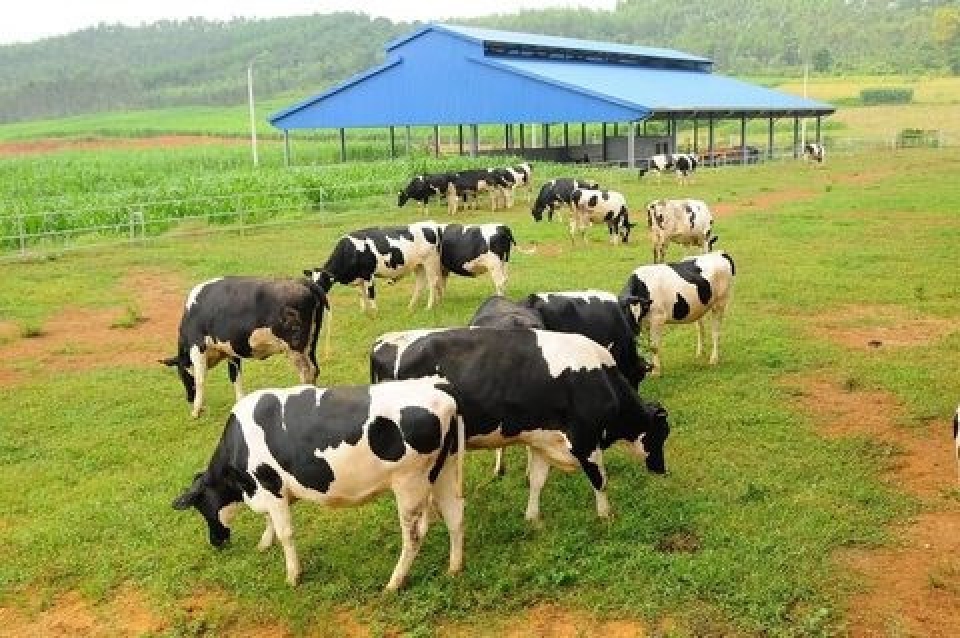 vietnams dairy giants export milk to china
