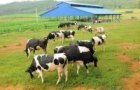 vinamilks us based driftwood donates 23000 litres of milk worth 21000 usd