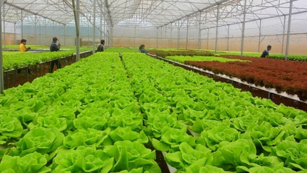 Vietnam's agricultural sector pushes green growth in 2021-30 action plan