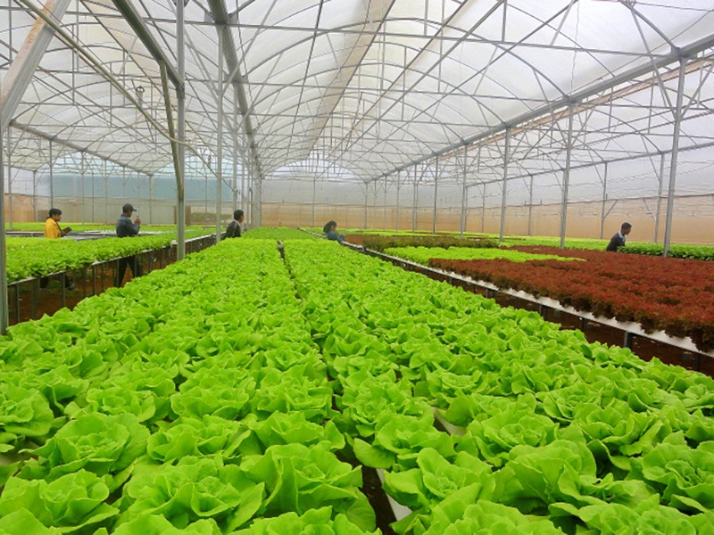 Algeria remains potential market for Vietnamese farm produce