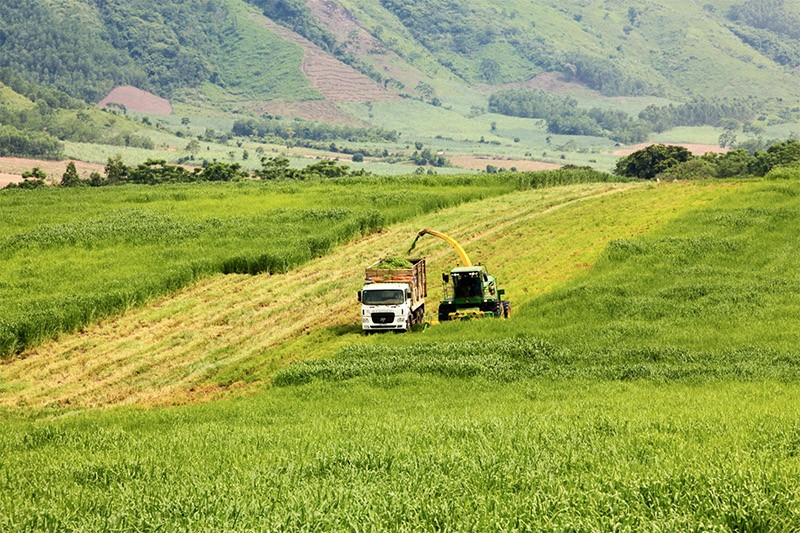 Agricultural sector strives to surpass targets | Business | Vietnam+ (VietnamPlus)