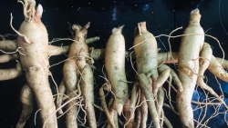 From medicinal herb farm to the global market - An ambitious challenge for Bo Chinh ginseng