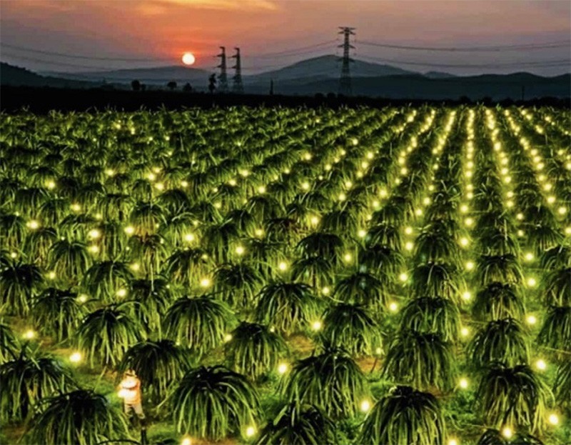 14th National Party Congress: Unleashing the creativity of Vietnamese farmers, propelling agriculture and rural areas to thrive in the new era