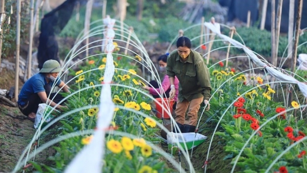 Ha Noi’s largest flower village busy preparing for Tet holiday