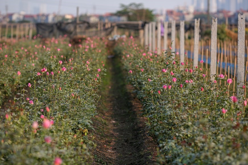8.	A rose garden in Tay Tuu flower village. (Photo: Vietnam+)