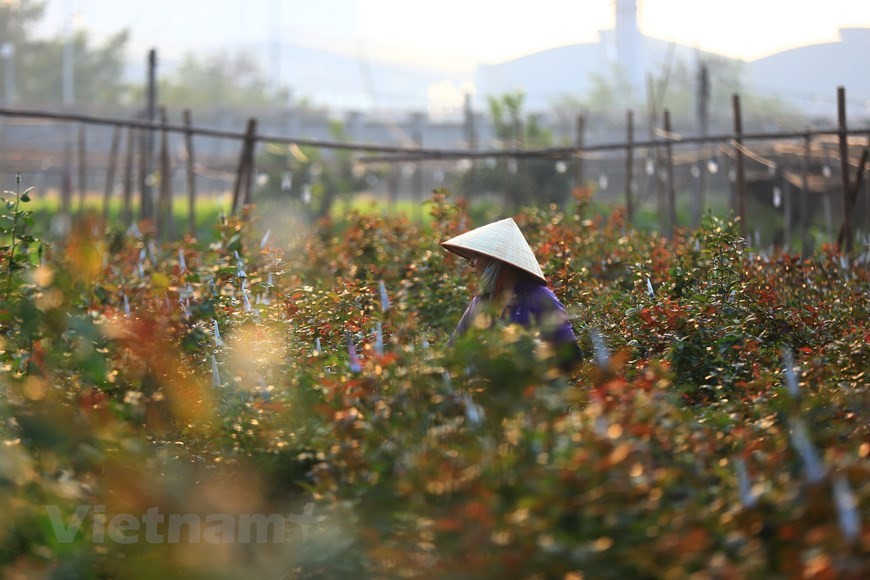 4.	Visitors to Tay Tuu village will see a variety of colourful flowers, meticulously manipulated to ensure they will bloom beautifully just in time for Tet. (Photo: Vietnam+)