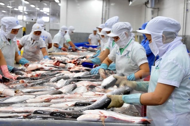 Tra fish exports predicted to hit 1.7 billion USD this year. (Photo: VNA)