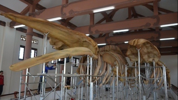 Two sets of 300-year-old whale skeletons restored