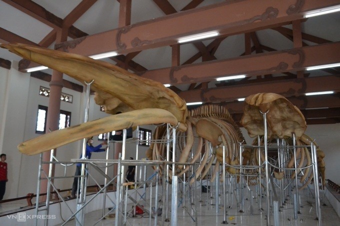 Two sets of 300-year-old whale skeletons restored. (Photo: VNexpress)