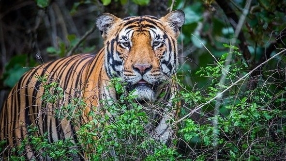 Legal foundations sought for tiger conservation in Viet Nam