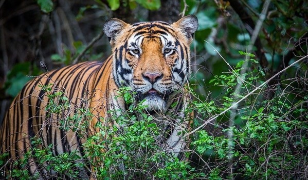 Legal foundations sought for tiger conservation in Vietnam. ((Photo courtesy of the Ministry of Natural Resources and Environment)
