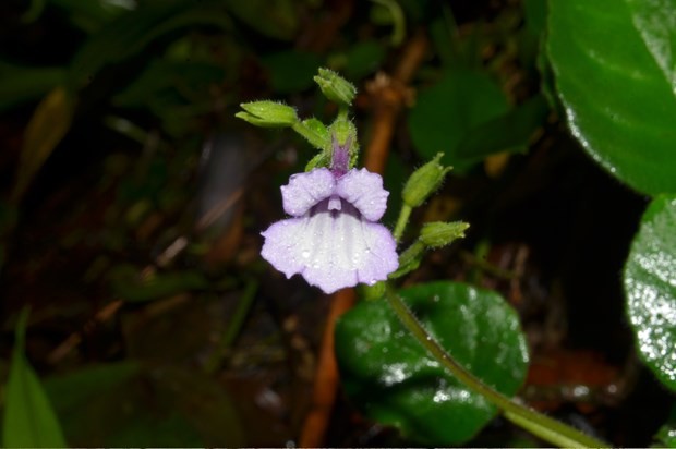 New plant species discovered in Thua Thien-Hue(Source: thanhnien.vn)