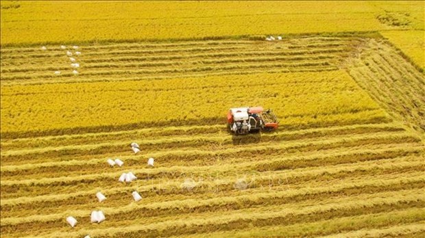 Viet Nam targets ecological, sustainable agriculture. (Photo: VNA)