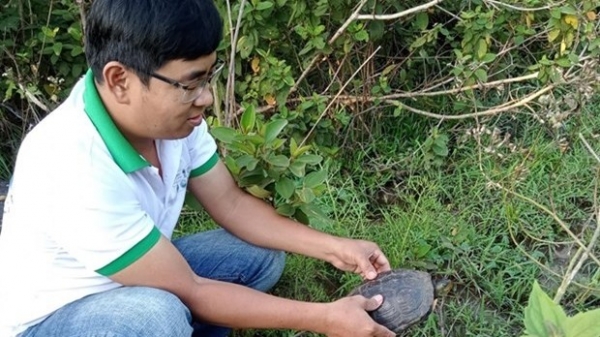Endangered turtle returned to the wild