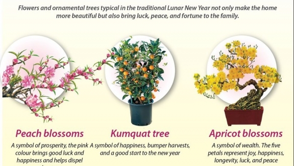 Typical ornamental trees, flowers for traditional Lunar New Year