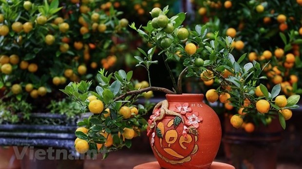 Kumquat – enduring symbol of Tet