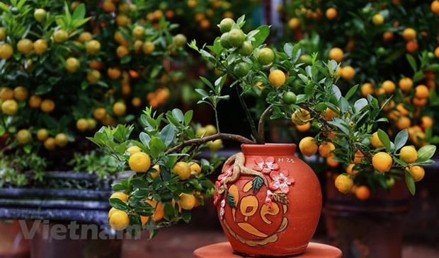 Kumquat – enduring symbol of Tet. (Photo: VNA)