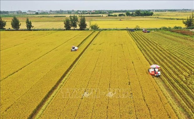 Strategy issued to boost sustainable agricultural development. (Photo: VNA) Strategy issued to boost sustainable agricultural development. (Photo: VNA)