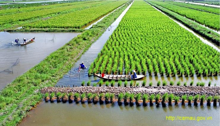 Ca Mau to grow other crops on 2,000ha of rice fields