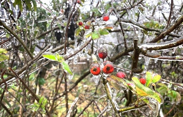 Ice seen on plants in the Dong Van Karst Plateau in Ha Giang (Photo: VNA)