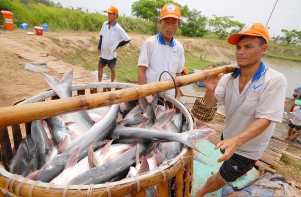 An Giang official suggests building trademark for Mekong Delta catfish