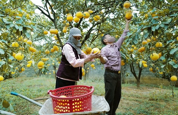 Over 1,650 Vietnamese firms receive codes to export farm produce to China. (Photo: hanoimoi)