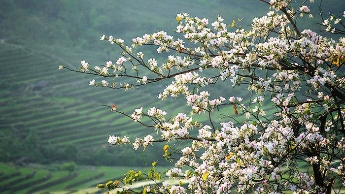 All roads of Dien Bien Province are filled with the pure and poetic white colours of flowers during the days of March. (Photo: Hai Lam)