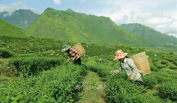 People harvest tea buds in a mountainous area (Photo: VNA)