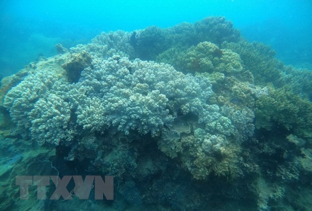 Quy Nhon has diverse and rich coral reefs that need to be protected.  (Photo: VNA)