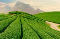 vietnam tea exports ranked fifth worldwide