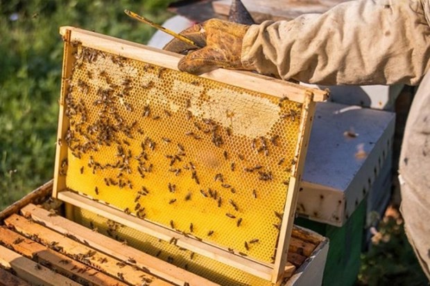 The US' anti-dumping duties on Việt Nam's honey exporters have been cut by almost sevenfold. (Photo: VNA/VNS)