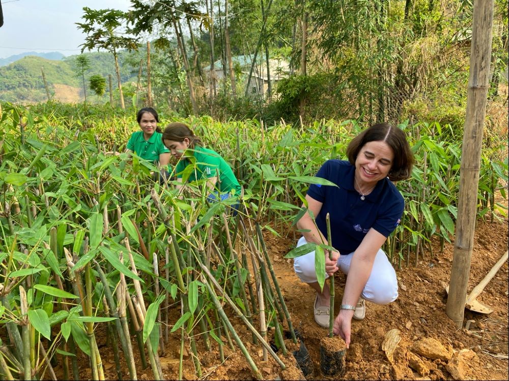 Australian Ambassador to Vietnam, Ms Robyn Mudie, plants young bamboo at Xuan Nha Bamboo Shoot Production and Processing Cooperative.