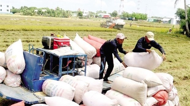 EVFTA boosts Viet Nam's rice exports to EU