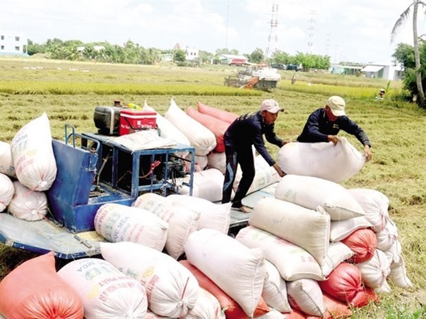 In the first quarter, Vietnam's rice exports reached 1.48 million tonnes, earning 715 million USD. (Photo: danviet.vn)