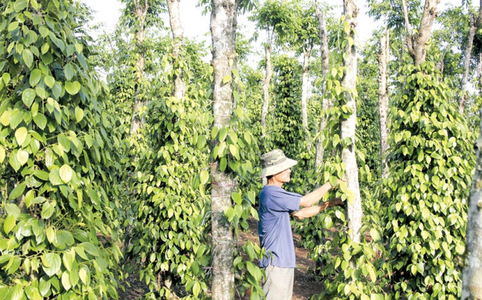 vietnams pepper industry bears price shock
