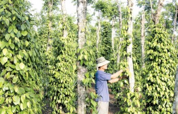 Vietnam’s pepper industry bears ‘price shock’