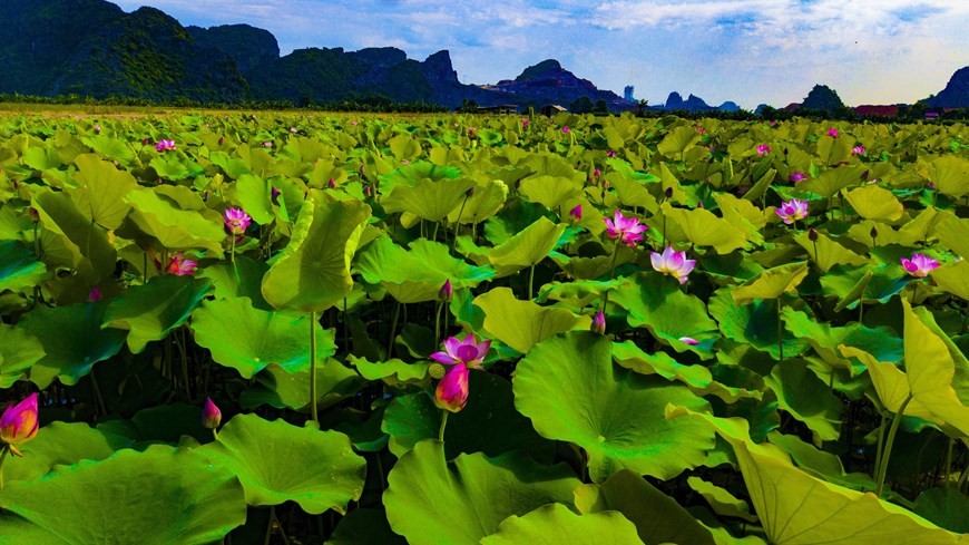 Lotuses blooming in Ninh Binh