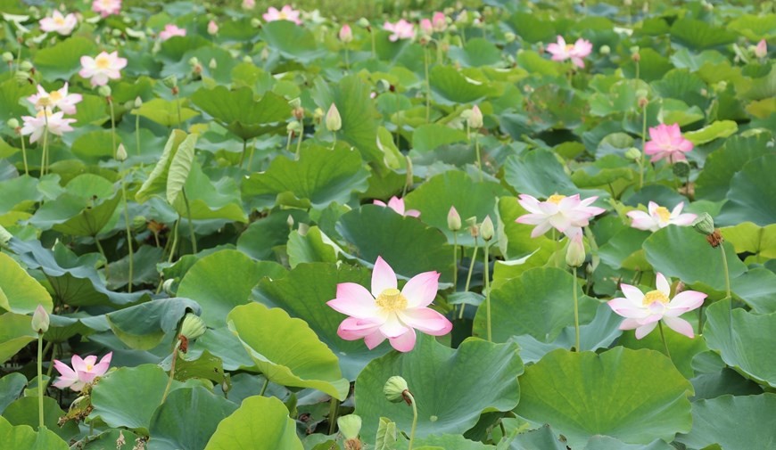 Lotuses blooming in Ninh Binh