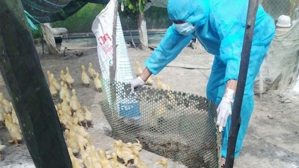 Avian influenza H5N1 epidemic breaks out in Quang Tri
