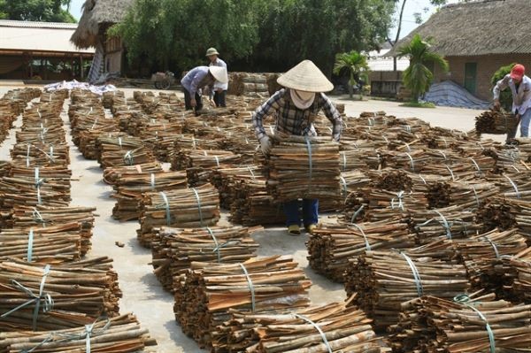 Cinnamon harvest season in the Van Yen district. VNA/VNS Photo