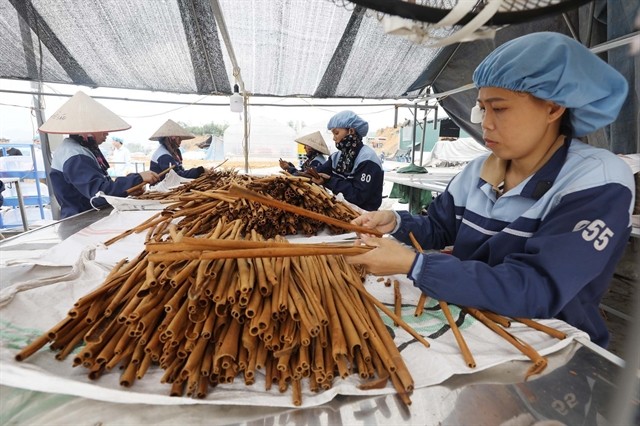 Son Ha Spice & Flavorings Company in Van Yen processes over 3,000 tonnes of cinnamon goods annually, exporting over 200 cinnamon-based products and spices to EU nations and US. (Photo:  VNA/VNS)