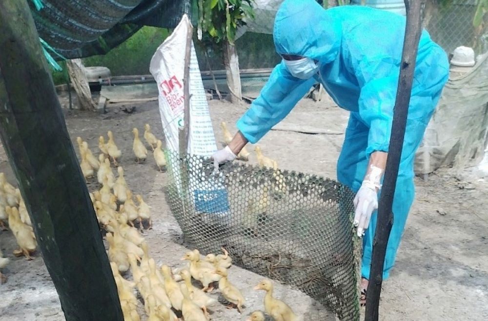 Veterinarians cull all sick ducklings and monitor other healthy poultry. (Photo: VOV))