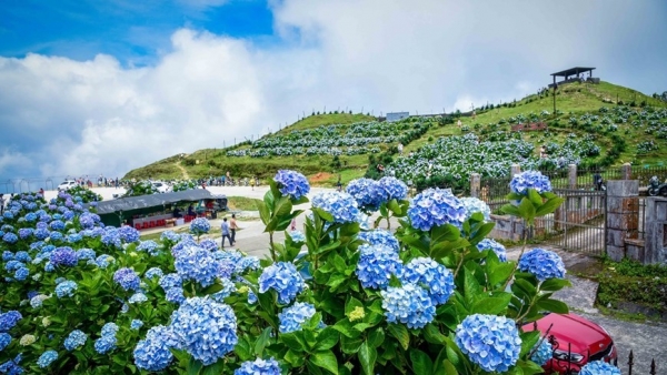 Peak of Mau Son Mountain dazzled with colourful hydrangeas bloom