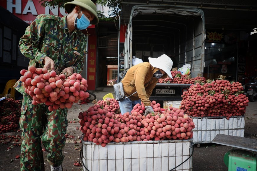 Bac Giang enters major lychee harvest