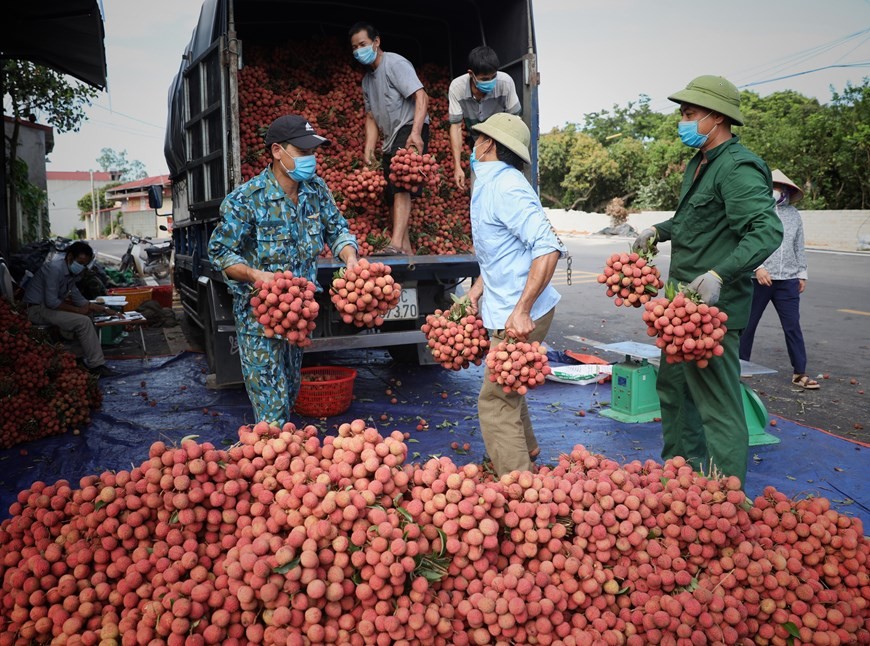 Bac Giang enters major lychee harvest