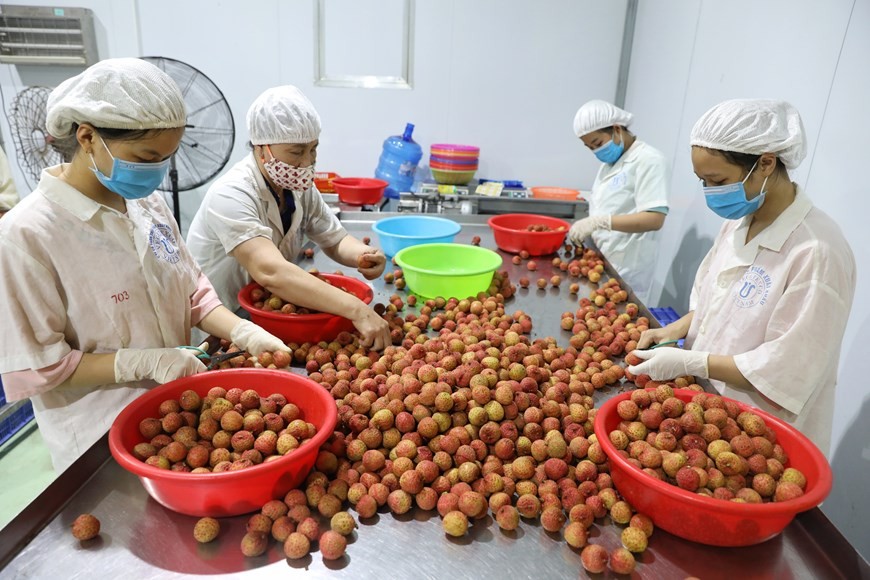 Manual selection of high-quality lychees at the Global Food Import-Export Joint Stock Company in Luc Ngan district, Bac Giang province. (Photo: VNA)