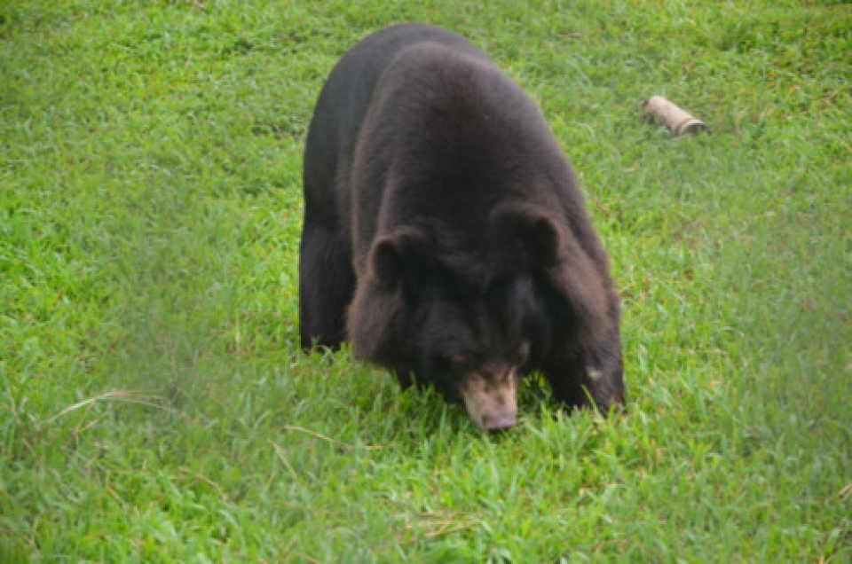 activities held to save bear population
