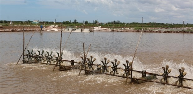 A shrimp breeding pond in Bac Lieu province. (Photo: VNA)