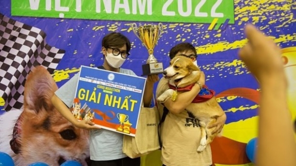 HCM City hosts first Corgi dog race