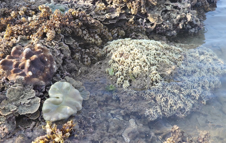 Coral reefs formed on volcanic sediment in Phu Yen